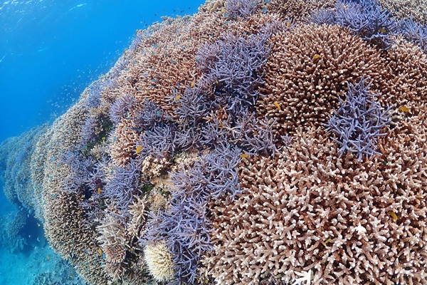 サンゴの白化現象について