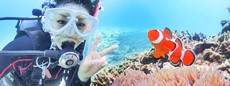 【石垣島発】マンタorウミガメシュノーケリング＆体験ダイビング