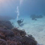 石垣島はサンゴの楽園☆