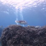 石垣島は癒やしの島ですっ☆