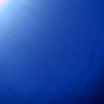 今日は久しぶりにファンダイブ！