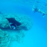 大崎で奇跡の水面マンタ！！！