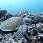 これが南国のお天気だ～(*´∀`*)ﾉ｡+゜*｡