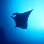 マンタ独占の朝イチ！！！