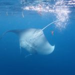 鳩間島、遠征～＼(^_^)／