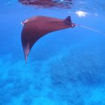 水面マンタ、大爆発！！！