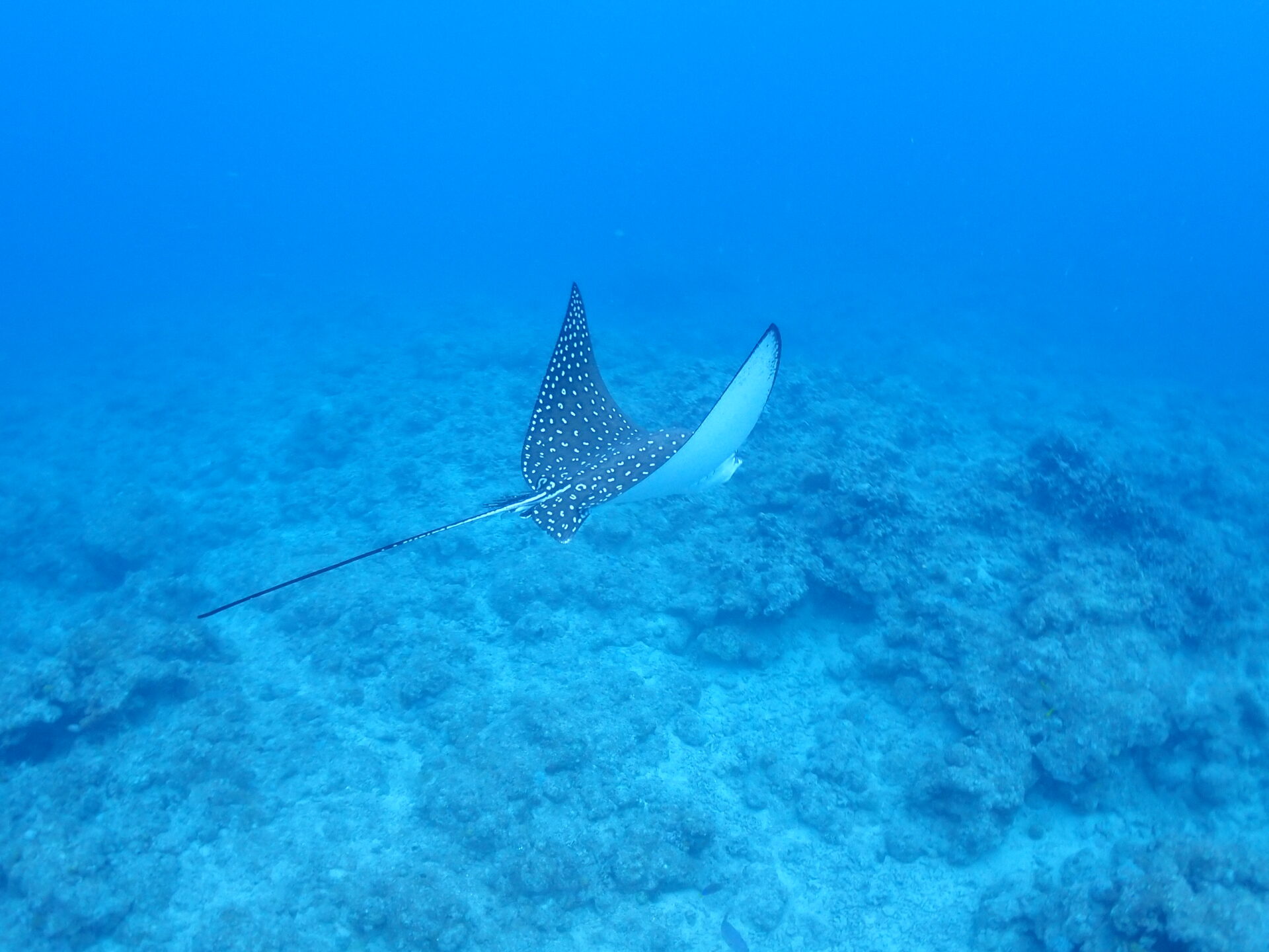 優雅に羽ばたく斑点模様の子♪ - 【幻の島、ウミガメポイント】へ365日
