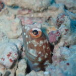 色んな生き物を生態も合わせてご紹介♪