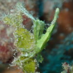 擬態！？小さな生き物の知恵