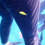 人にくっついてくるお魚？！コガネシマアジ