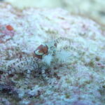 岩場をめくると、可愛い子発見！！