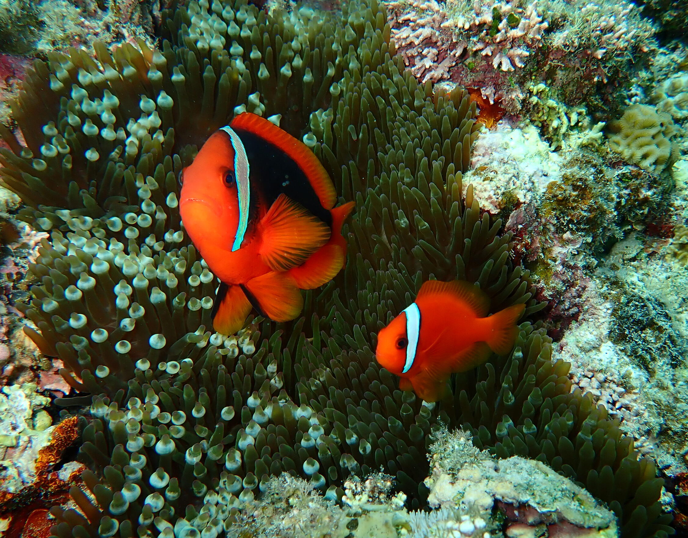 クマノミ界の性別事情 - 【幻の島、ウミガメポイント】へ365日ご案内