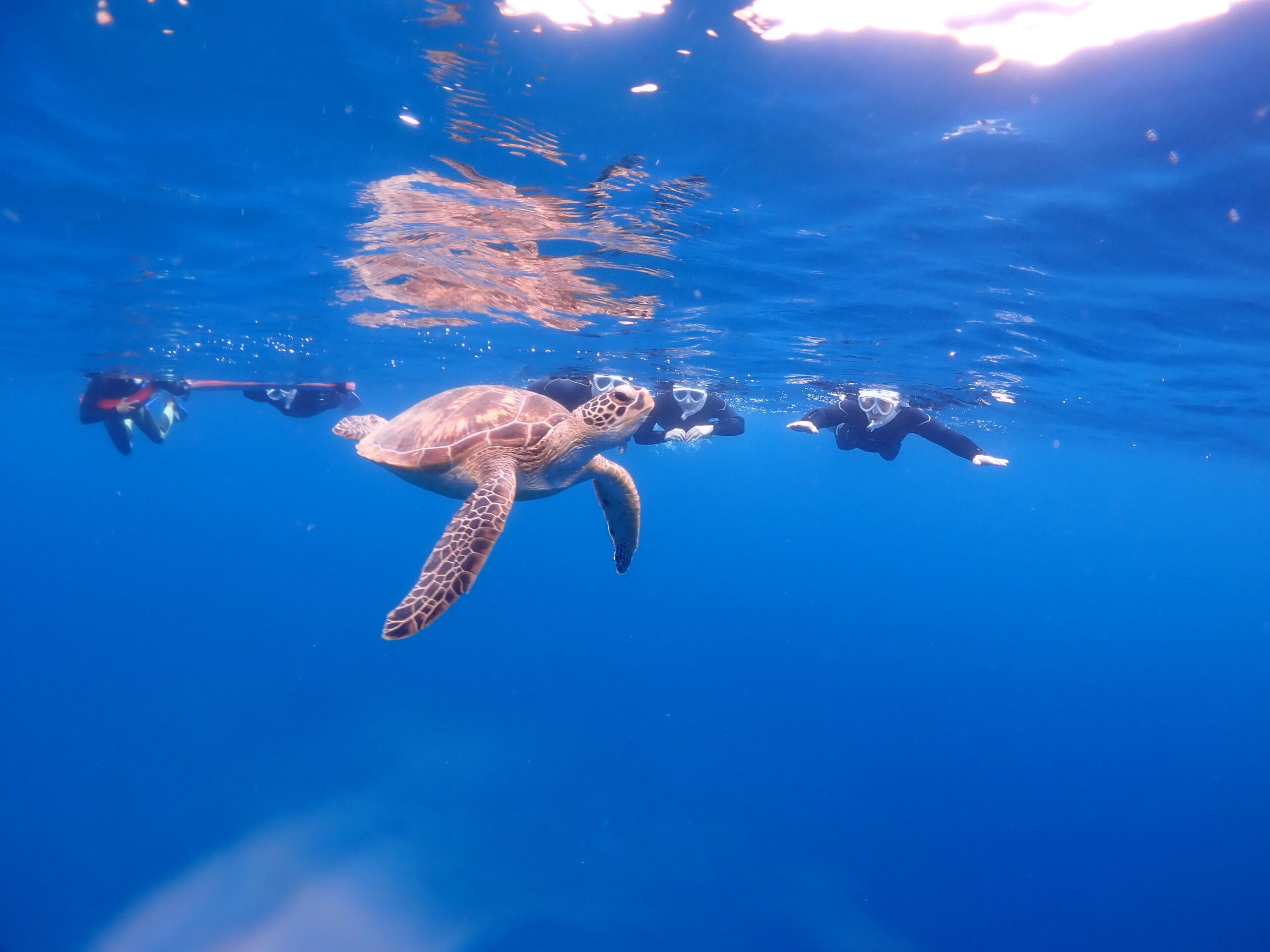 息継ぎの瞬間を！ - 【幻の島、ウミガメポイント】へ365日ご案内