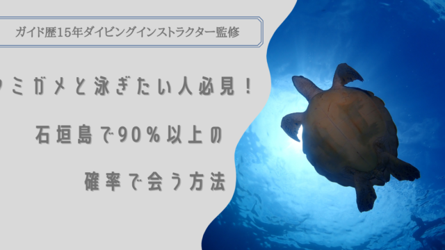 ウミガメと泳ぎたい人必見！90％以上の確率で会う方法