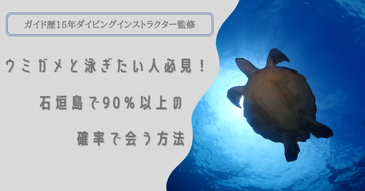 22年最新版 石垣島でウミガメと泳ぐ方法 遭遇率は90 以上
