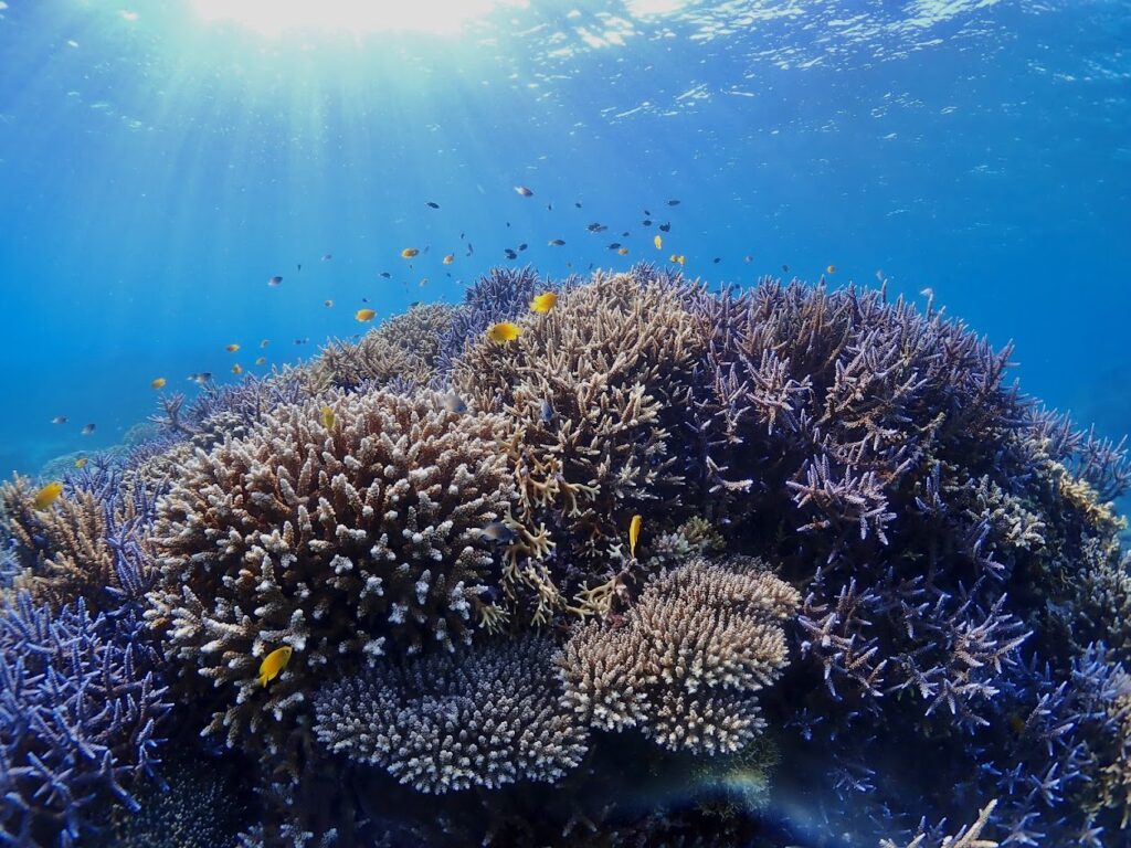 石垣島サンゴ礁