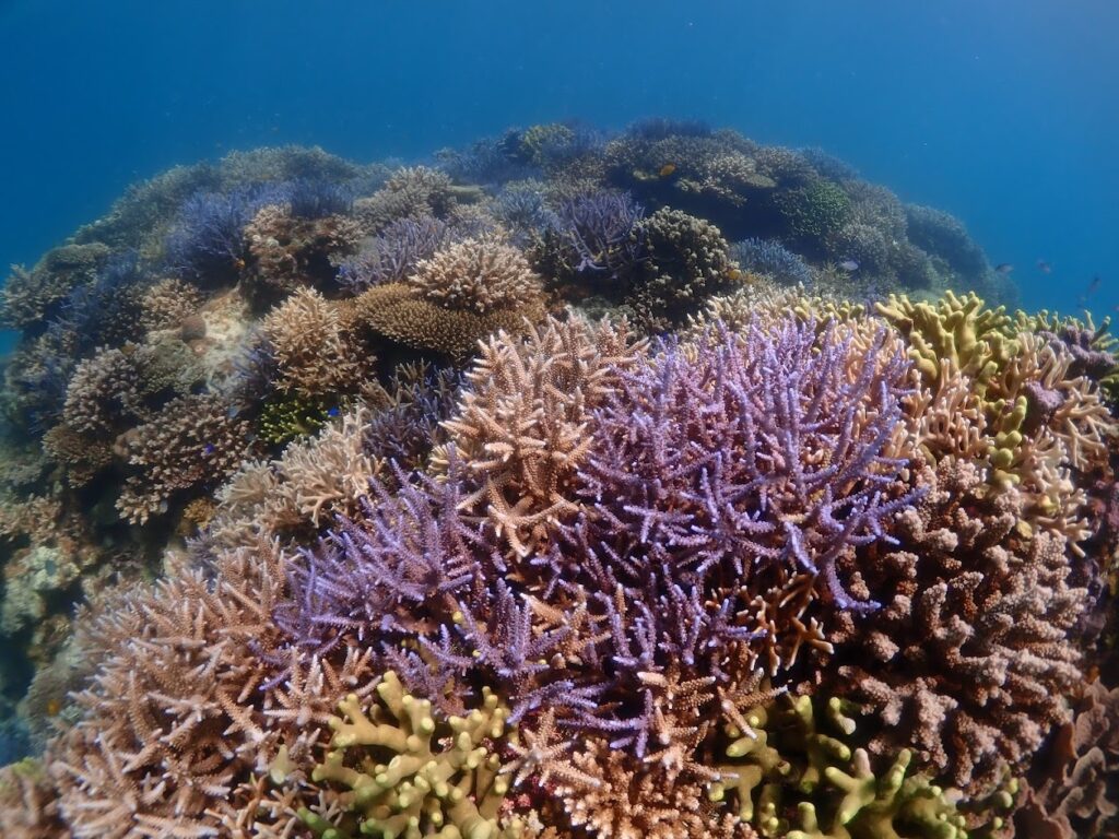 石垣島　サンゴ