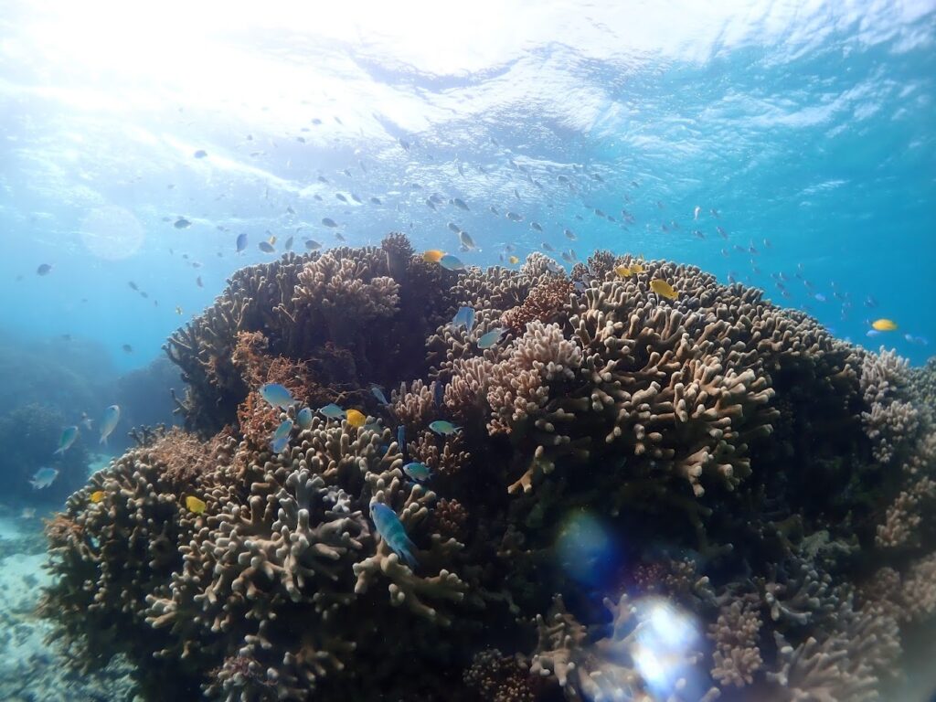 石垣島　サンゴ　熱帯魚