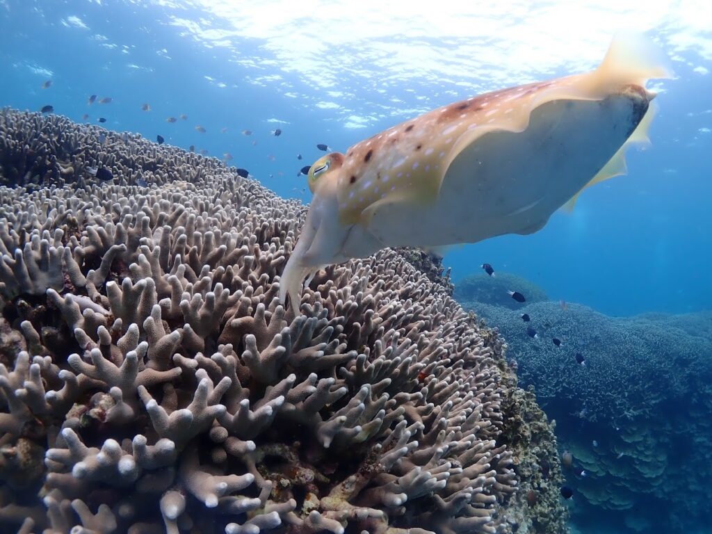 石垣島　コブシメ　サンゴ
