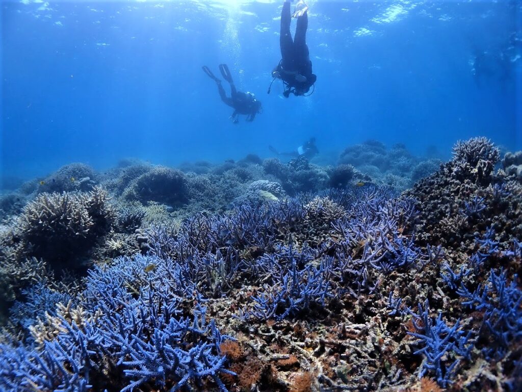 石垣島 サンゴ