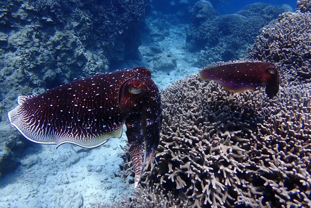 石垣島　サンゴ　コブシメ