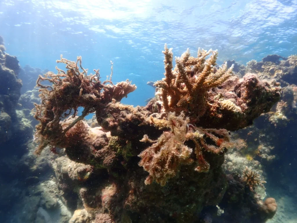 石垣島　サンゴ　環境問題