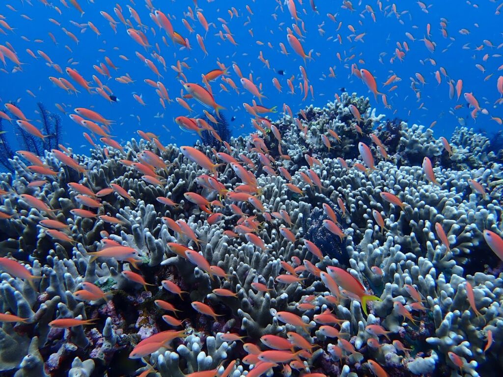 石垣島　ハナゴイリーフ　サンゴ