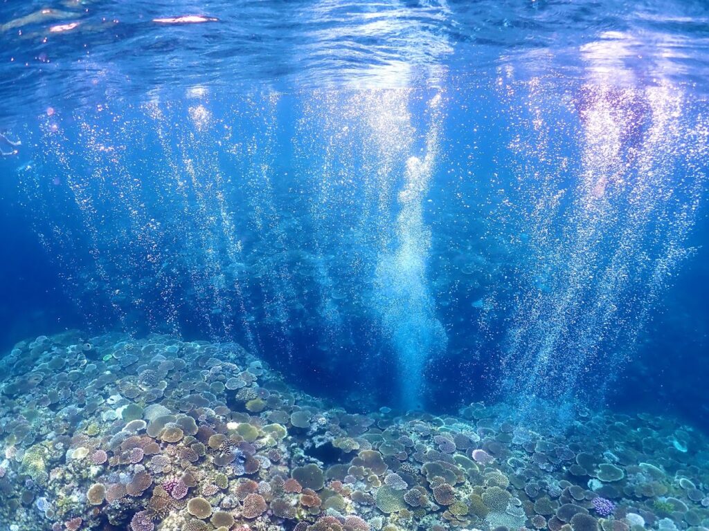 石垣島 サンゴ