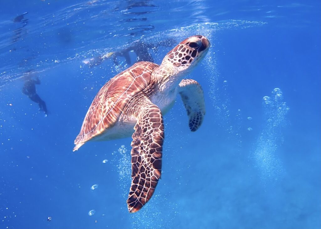 石垣島 ウミガメシュノーケリング