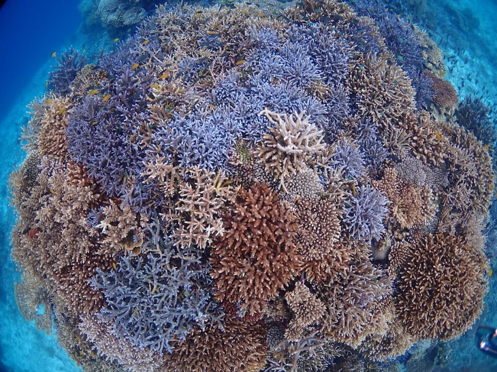 石垣島　サンゴ　石西礁湖